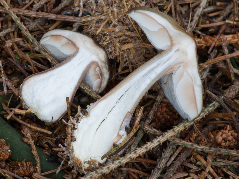 Rhodocollybia butyracea f. asema